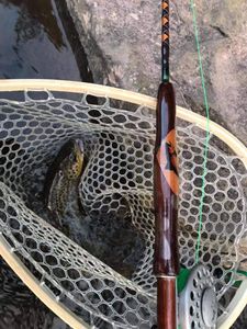 Rainbow Trout Reeled PA